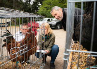 VIII. Pilis-medencei kakas szépségverseny és vásár 2025. október 11.